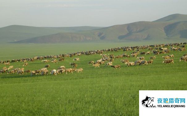 蒙古大草原